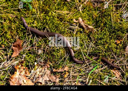 Single Deaf Adder - lateinisch Anguis fragilis - auch bekannt als Slowworm, Blindwurm oder langkrüppelige Reptilien-Eidechse in der frühen Frühjahrssaison in Kampino Stockfoto