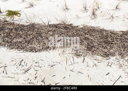 Hochwasserlinie an einem weißen Sandstrand mit einer dicken Linie oder gebrochenem Schilf, kreativer Kopierraum, horizontaler Aspekt Stockfoto