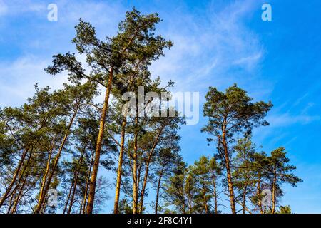 Europäische rote Kiefernköpfe - latein Pinus sylvestris - Bekannt als Schottenkiefer oder Ostseekiefer im Kampinos Wald In Palmiry bei Warschau in der Region Mazovia Stockfoto