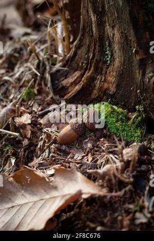 Eicheln unter den Herbstblättern im Wald. Speicherplatz kopieren Stockfoto