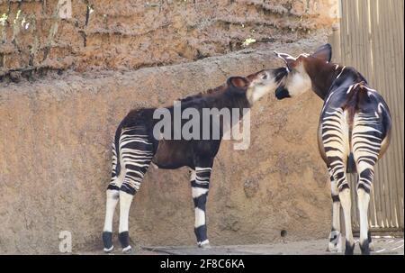 Los Angeles, CA, USA: 18. Januar 2014: Ein junger Okapi riecht seine Mutter im LA Zoo in Los Angeles, CA. Stockfoto