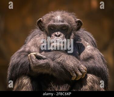Los Angeles, CA, USA: 31. März 2021: Ein Porträt eines Schimpansen bei der Ausstellung MAHALE Mountains im LA Zoo in Los Angeles, CA. Stockfoto