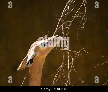 Los Angeles, CA, USA: 31. März 2021: Ein Porträt eines Gerenuk, der sich im LA Zoo in Los Angeles, CA, von Blättern ernährt. Stockfoto