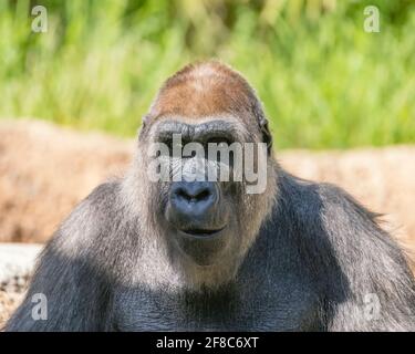 Los Angeles, CA, USA: 31. März 2021: Porträt einer Western Lowland Gorilla im LA Zoo in Los Angeles, CA. Stockfoto