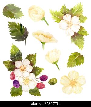 Set von weißen Blüten mit Blatt und Beere auf weißem Hintergrund. Aquarell Handmalerei. Designelement für Hochzeit dekorieren, Einladungskarte, organisch Stockfoto