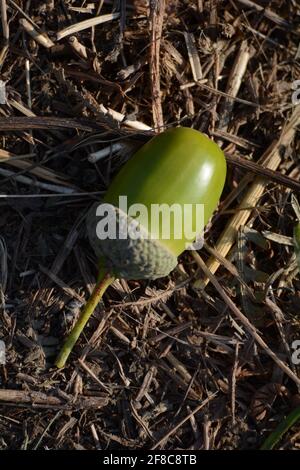 Eine Eichel, die im Herbst auf dem Land liegt, Hockley, Essex, England, Großbritannien - 2020 Stockfoto