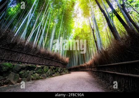 Arashiyama Bambuswald berühmter Ort in Kyoto Japan. - der Arashiyama Bamboo Grove ist eines der besten Sehenswürdigkeiten von Kyoto für Touristen, die nach Kyoto reisen Stockfoto