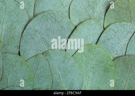 Eukalyptus hinterlässt den Hintergrund. Grüne Blätter von frischem jungen Eukalyptus als Bestandteil von Öl und Kosmetik. Hochwertige Fotos Stockfoto