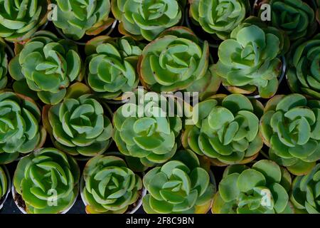 Echeveria lilacina gemeinsamen Namen Geist echeveria oder mexikanische Hennen und Die Küken sind eine Art von Sukulenten in der Gattung Echeveria gehört zur fam Stockfoto