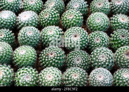 Selektiver Fokus Nahaufnahme von oben Aufnahme des Golden Barrel Kaktus (Echinocactus grusonii) Clusters. Bekannte Kaktusarten, endemisch in Ost-Zentral Stockfoto