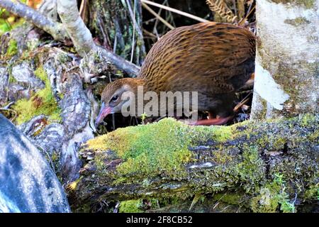Nahaufnahme eines Weka auf einem moosigen Ast Stockfoto