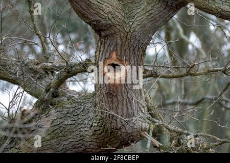 Eine Eiche mit einem Loch, das in den Stamm gebohrt wurde Von einem Specht in Norfolk england Stockfoto