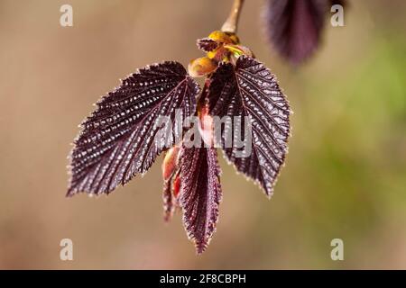 Riesen Haselnuss Corylus maxima 'purpurea' frische neue Blätter, die wachsen Stockfoto