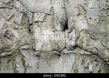 Struktur aus Buchenrinde Stockfoto