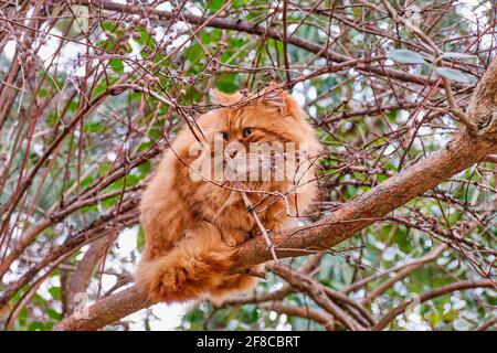 Eine wunderbare wilde rote Katze mit grünen Augen sitzt auf Ein dicker Zweig in einem Park Stockfoto