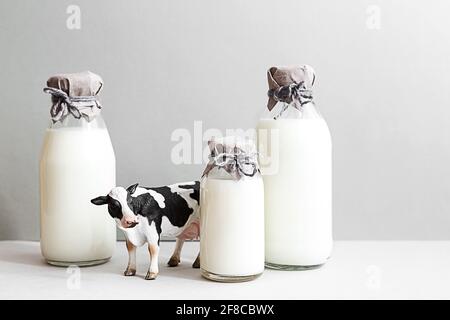 Flaschen frischer Milch, eine Figur einer Kuh und ein Glas Milch auf hellgrauem Hintergrund. Minimalistisches Stillleben von Milch, Kopierraum. Stockfoto