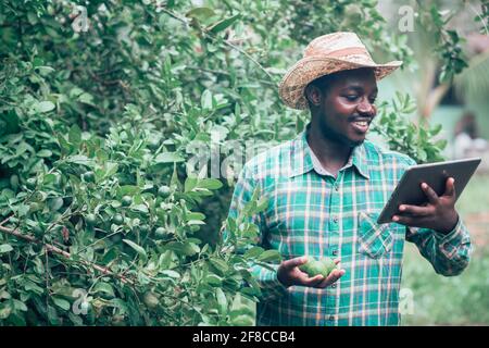 Afrikanischer Landwirt mit Tablette für die Forschung eine Zitrone in Bio Farm.Landwirtschaft oder Anbaukonzept Stockfoto