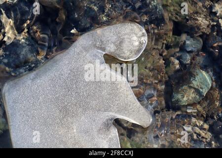 Die kreative Eleganz der Natur: Eisskulpturen, Eisblumen und Reifrost, kombiniert mit dem klaren Wasser und den farbigen Felsen des Yukon River. Stockfoto