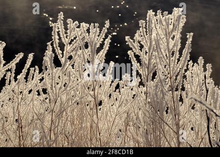 Die kreative Eleganz der Natur: Raureif auf dünnen Ästen mit dem Yukon River im Hintergrund. Stockfoto