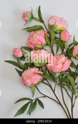 Nahaufnahme schöne rosa Pfingstrosen Blumen auf weißem Hintergrund Stockfoto