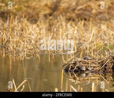 Schöne Aufnahme von kleinen Schildkröten, die auf trockenem Schilf ruhen Ein Teich Stockfoto