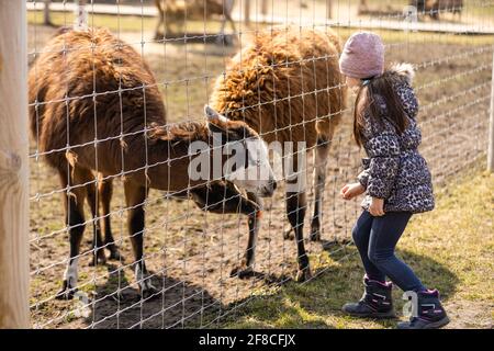 Entzückendes kleines Mädchen, das Alpaka im Zoo bei Sonnenschein füttert Tag Stockfoto