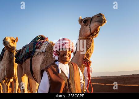 Kamelherber im Oman Stockfoto