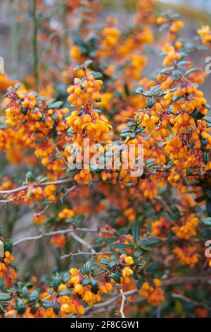 Gemeine Berberbeere oder Berberis in voller Blüte während der Frühlingsmonate, Großbritannien Stockfoto