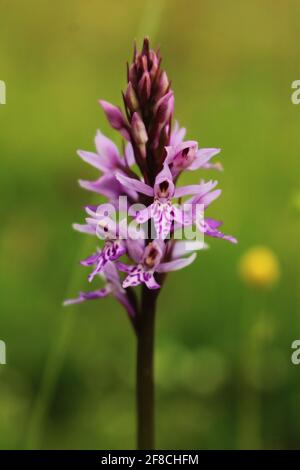 Early Marsh Orchid, East Dunbartonshire, Schottland Stockfoto