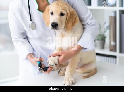 Glücklicher Tierarzt Behandlung schönen Hund in der Klinik Stockfoto