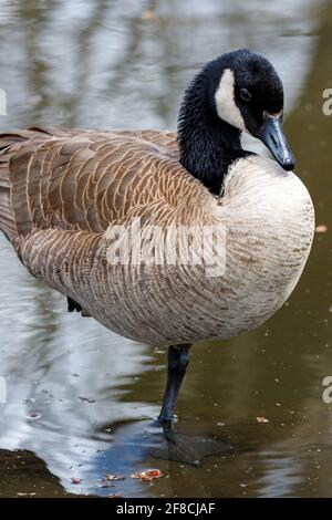 Eine Kanadagans (Branta canadensis) steht auf einem Bein, um im flachen Teichwasser Wärme zu sparen und dabei den ganzen Körper und Kopf aus der Nähe zu betrachten. Stockfoto