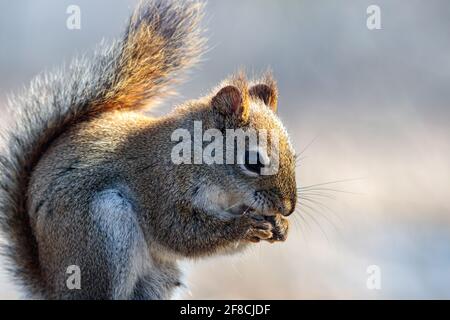 Ein nordamerikanisches rotes Eichhörnchen (Tamiasciurus hudsonicus) Hält einen Samen mit seiner Vorderseite an seinen Mund Pfoten, wie es knabbert in diesem Nahaufnahme Porträt von Stockfoto