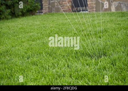 Automatische Sprinkler gießen Wasser auf einen hellen Rasen in Ihrem Hausgarten Stockfoto