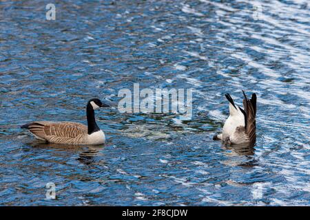Zwei Kanadagänse (Branta canadensis) schwimmen auf der Oberfläche des blauen Seewassers, wobei eine aufgebogene ihren Kopf in das Wasser taucht, um sich zu ernähren. Stockfoto