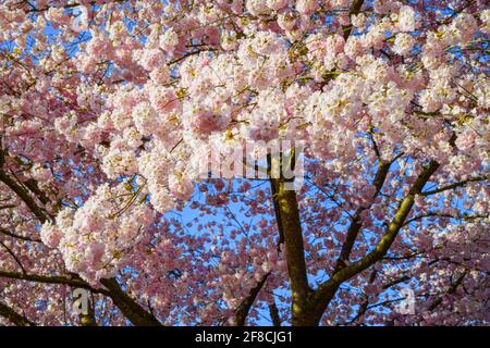 Ein Baum aus rosa Kirschblüten bildet einen zarten Bogen über Stamm und Ästen. Der Himmel ist tiefblau an einem perfekten Frühlingsmorgen Stockfoto