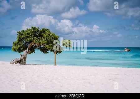 Eagle Beach Aruba, Divi Tauche Bäume an der Küste von Eagle Beach in Aruba, Stockfoto