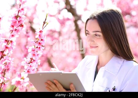 Zufriedener Biologe, der Baumblumen während der Blüte im Frühling überprüft Ein Feld im Frühling Stockfoto