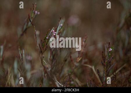 Andromeda polifolia Pflanze aus nächster Nähe im Sumpf. Brauner Hintergrund Stockfoto