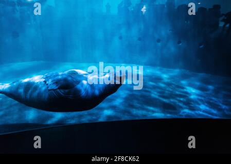 Eine Seekuh schwimmt im L'Oceanografic in der Stadt der Künste und Wissenschaften in Valencia, Spanien, im strahlenden Licht durch einen Tank. Stockfoto