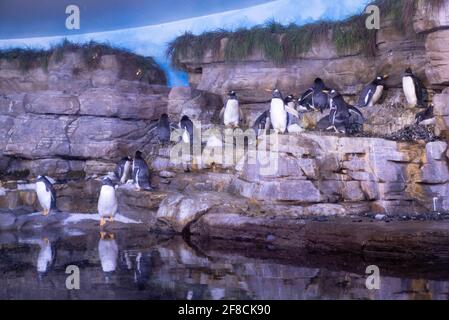 Gentoo-Pinguine klettern die Felsen ihres Geheges im L'Oceanografic Aquarium in Valencia, Spanien. Stockfoto