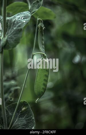 Grüne Erbsen Pflanzen nach Regen im Garten Stockfoto