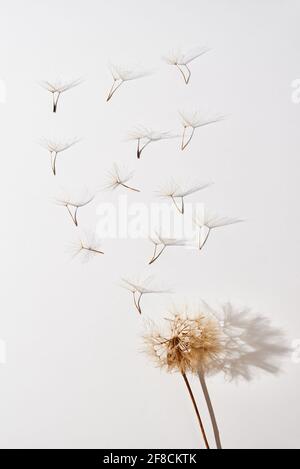 Dandelion Blume mit fliegenden Blasen Knospen auf weißem Hintergrund Stockfoto