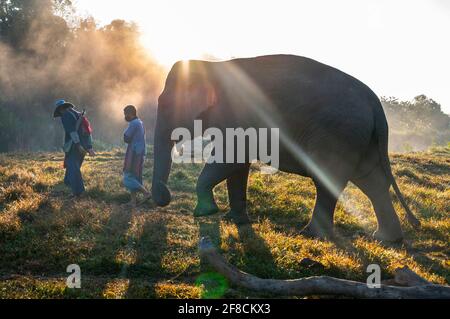 Spaziergang mit Elefanten im Tierschutzgebiet im goldenen Dreieck Stockfoto