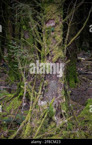 Das Moos bedeckte Äste eines Sitka-Fichtenbaums - Picea sitchensis -, der auf einer Baumplantage in Cornwall wächst. Stockfoto