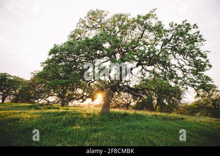 Sonnenlicht filtert bei Sonnenuntergang durch eine majestätische Eiche Stockfoto