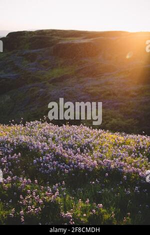 Während der Goldenen Stunde geht die Sonne auf einem Lupinenfeld unter Stockfoto