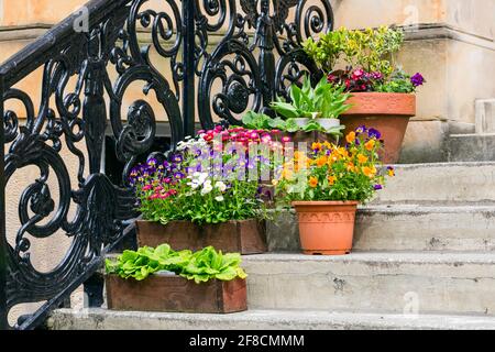 Sommerblumen in Töpfen und Containern auf der Freihaustreppe, Großbritannien Stockfoto