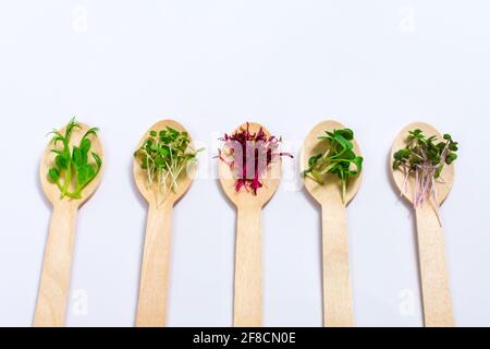 Mikrogemüse aus Erbsen, Rotkohl, Amaranth, Senf, Rettich im Sortiment auf Holzlöffeln auf weißem Grund. Nahaufnahme. Richtiges veganes Essen. Ort Stockfoto