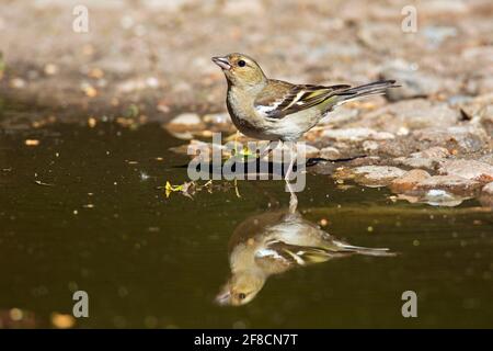 Buchfink (Fringilla coelebs) Weibliches Trinkwasser aus Teich / Bach Stockfoto
