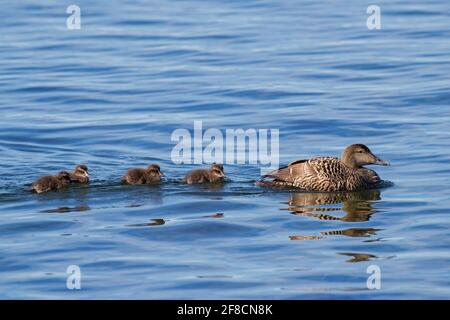 Eeiderente (Somateria mollissima) Weibchen mit Enten, die im Meer schwimmen Stockfoto